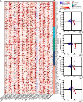 ACSM6 overexpression indicates a non-inflammatory tumor microenvironment and predicts treatment response in bladder cancer: results from multiple real-world cohorts
